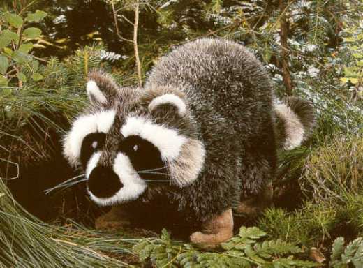 'Schuppi' Raccoon