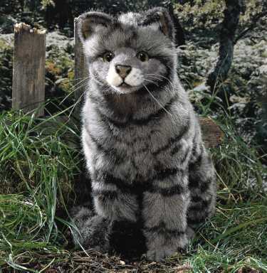'Miez' Cat