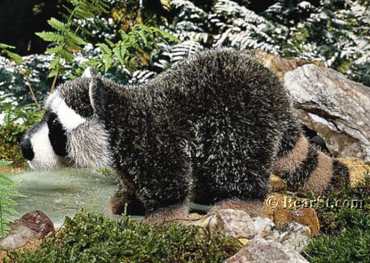 Small Raccoon