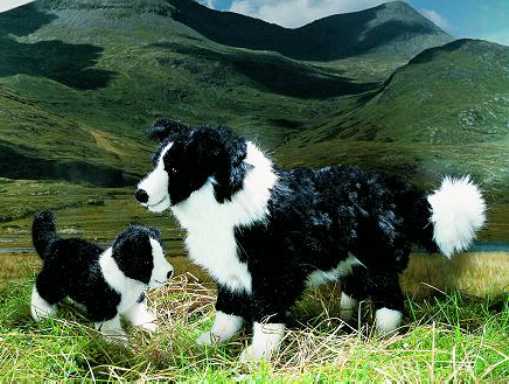 Border Collies
