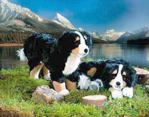 Bernese Mountain Dogs