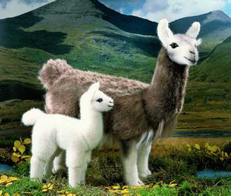 Llamas