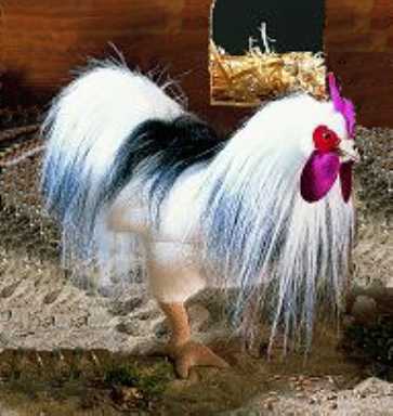 Rooster