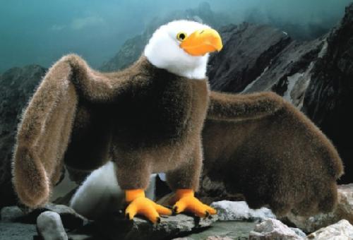 Bald Eagle