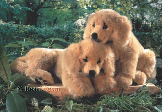 Golden Retriever Puppies