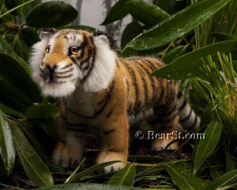 'Kadan' Tiger