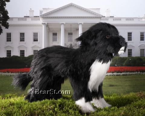 'Bo' Portuguese Water Dog