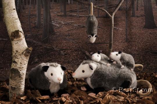 Opossums