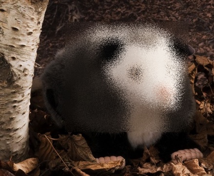 Heidi, the Opossum