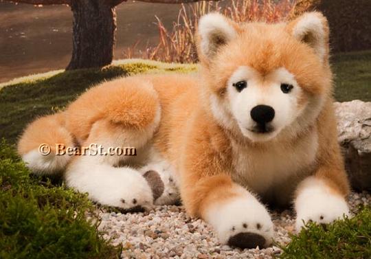 Shiba-Inu, lying