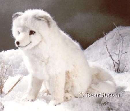 Arctic Fox