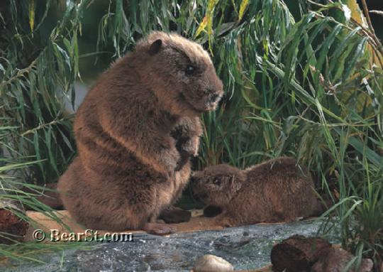 Beavers
