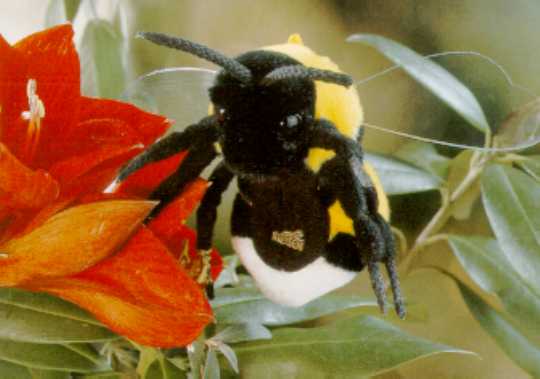 Bumble Bee