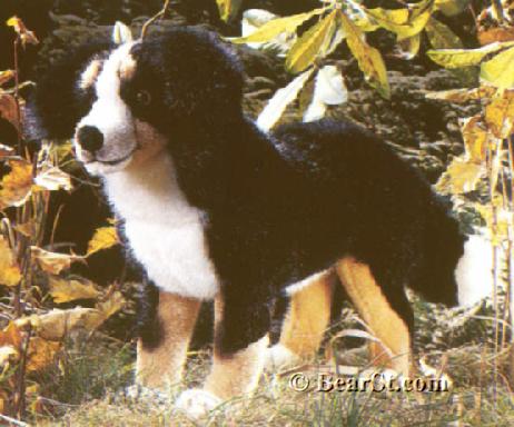 Bernese Mountain Dog