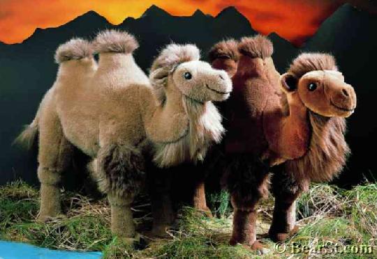 Camels