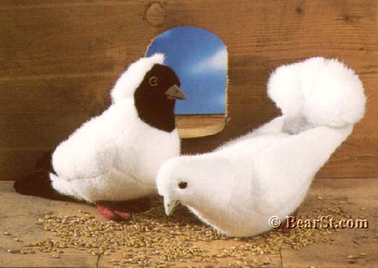 Pigeons