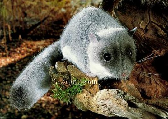 Fat Dormouse