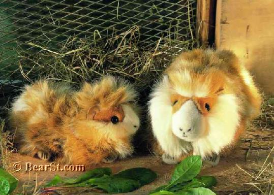Guinea Pigs