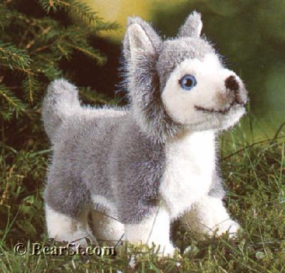 Husky Puppy