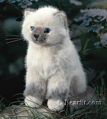 Burmese Kitten