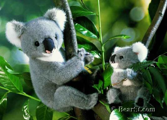Koalas