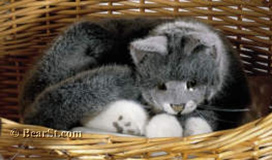 'Lucie' Grey Cat