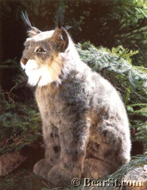 Lynx