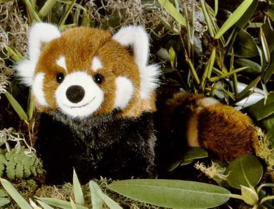 Red Panda