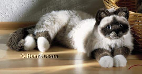 'Sina' Birman Cat
