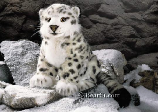 'Amir' Snow Leopard Cub