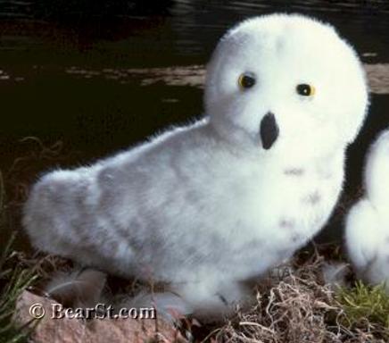Snowy Owl