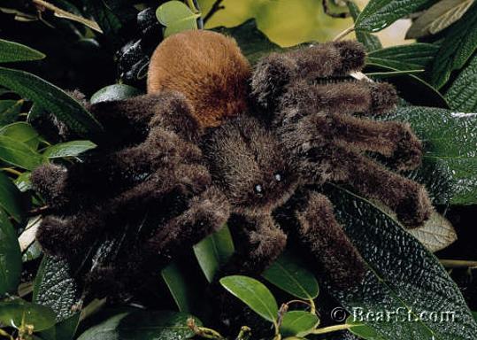 Tarantula