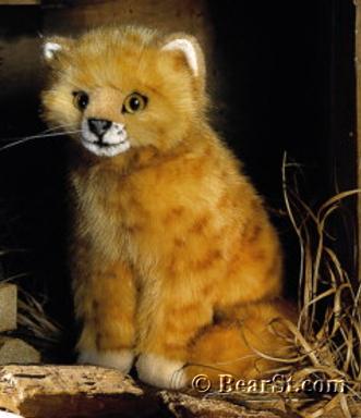 'Tilli' Ginger Kitten