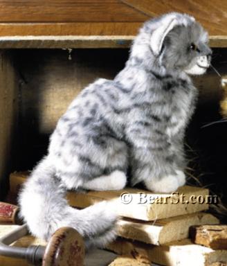 'Tini' Grey Kitten